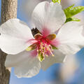 almond blossom