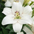 white lily